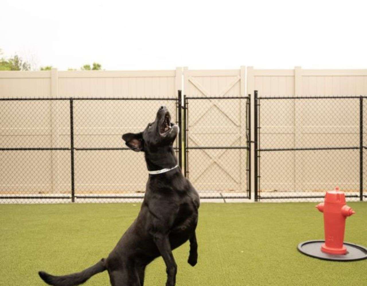 Doggy Daycare Sevierville, Tennessee
